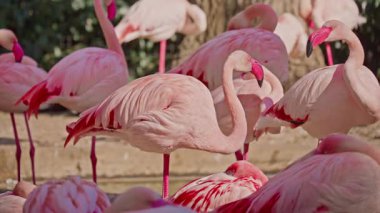 Pembe gagalı bir grup pembe flamingo..