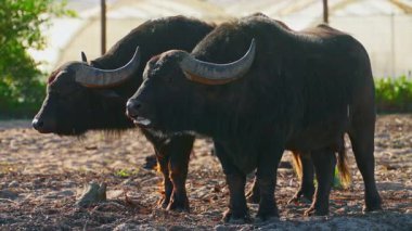 Dışarıdaki yeşil alanda yürüyen iki bufalo..