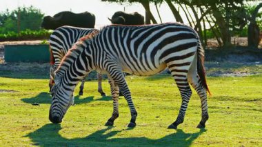  Zebra tarlada ot yiyor. Vahşi hayvanların doğadaki yaşamı.
