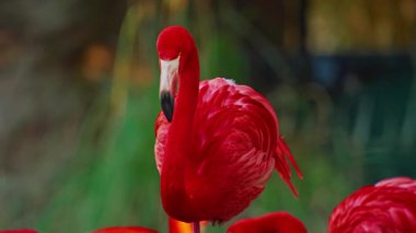 Parlak kırmızı bir Amerikan flamingosunu kapat. Bu yakın çekim videosu ayrıntılı bir görünümü gösterir. Pembe kuşlarla güzel pembe bir arka plan. Gölde muhteşem pembe flamingolar.