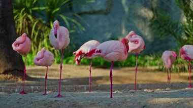 Parlak kırmızı bir Amerikan flamingosunu kapat. Bu yakın çekim videosu ayrıntılı bir görünümü gösterir. Pembe kuşlarla güzel pembe bir arka plan. Gölde muhteşem pembe flamingolar.