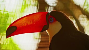 Büyük turuncu gagalı bir Toucan ağaçta sessizce oturuyor..