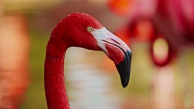 Parlak kırmızı bir Amerikan flamingosunu kapat. Bu yakın çekim videosu ayrıntılı bir görünümü gösterir. Pembe kuşlarla güzel pembe bir arka plan. Gölde muhteşem pembe flamingolar.