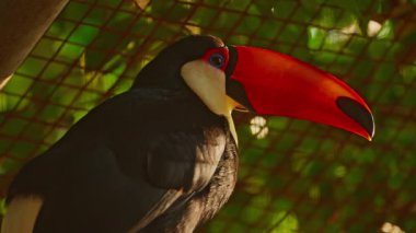 Büyük turuncu gagalı bir Toucan ağaçta sessizce oturuyor..