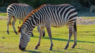  Zebra tarlada ot yiyor. Vahşi hayvanların doğadaki yaşamı.