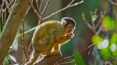 Bir dalda oturan küçük bir maymun bir şey yer. Hayvanların davranışlarını izliyorum..