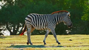 Çayırda tek başına yürüyen çizgili bir Afrika zebrasının yakın çekimi. Nesli tükenmekte olan hayvan türlerinin vahşi yaşamı.