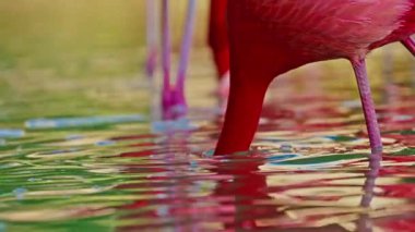 Parlak kırmızı bir Amerikan flamingosunu kapat. Bu yakın çekim videosu ayrıntılı bir görünümü gösterir. Pembe kuşlarla güzel pembe bir arka plan. Gölde muhteşem pembe flamingolar.