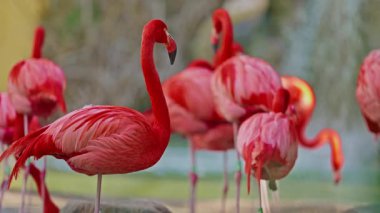 Parlak kırmızı bir Amerikan flamingosunu kapat. Bu yakın çekim videosu ayrıntılı bir görünümü gösterir. Pembe kuşlarla güzel pembe bir arka plan. Gölde muhteşem pembe flamingolar.