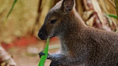 Wallaby Kangurusu bir kanguru türüdür. Yakın plan yeşil bir yaprağı çiğniyor..