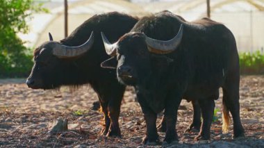 Dışarıdaki yeşil alanda yürüyen iki bufalo..