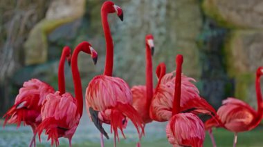 Parlak kırmızı bir Amerikan flamingosunu kapat. Bu yakın çekim videosu ayrıntılı bir görünümü gösterir. Pembe kuşlarla güzel pembe bir arka plan. Gölde muhteşem pembe flamingolar.