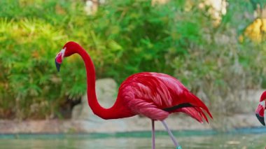 Parlak kırmızı Amerikan flamingosu. Gölde pembe flamingolar. Yakın çekim..
