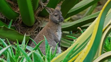 Wallaby Kangurusu bir kanguru türüdür. Yeşillikte bir kanguru oturuyor.