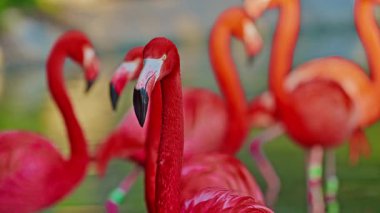 Parlak kırmızı Amerikan flamingosu. Gölde pembe flamingolar. Yakın çekim..