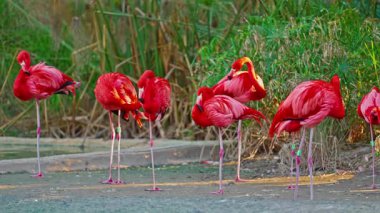Parlak kırmızı bir Amerikan flamingosunu kapat. Bu yakın çekim videosu ayrıntılı bir görünümü gösterir. Pembe kuşlarla güzel pembe bir arka plan. Gölde muhteşem pembe flamingolar.
