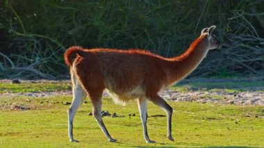 Şirin lama yeşil çimlerde otluyor. Memeliler çitlerle çevrili alanda. Hayvan yaşamı.. 