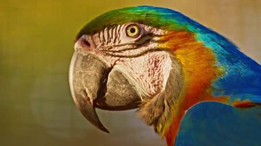 Farklı renkte güzel bir papağanın portresi. Yakın çekim..