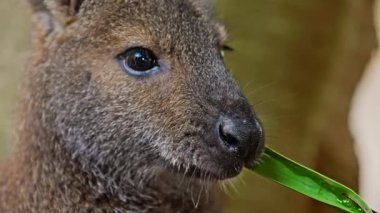 Wallaby Kangurusu bir kanguru türüdür. Yakın plan yeşil bir yaprağı çiğniyor..