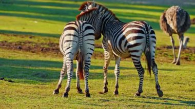 Bir çift zebra birlikte oynuyorlar ve birbirlerini seviyorlar vahşi doğada çayırlarda otluyorlar..