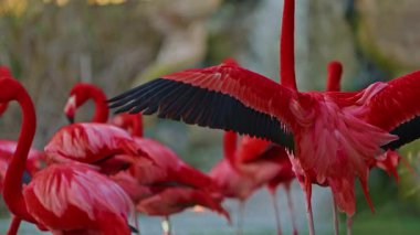Parlak kırmızı bir Amerikan flamingosunu kapat. Bu yakın çekim videosu ayrıntılı bir görünümü gösterir. Pembe kuşlarla güzel pembe bir arka plan. Gölde muhteşem pembe flamingolar.