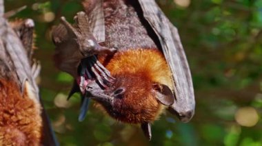 Uçan tilkiler gündüz vakti ormanda baş aşağı asılı duruyorlar..