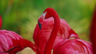 Parlak kırmızı bir Amerikan flamingosunu kapat. Bu yakın çekim videosu ayrıntılı bir görünümü gösterir. Pembe kuşlarla güzel pembe bir arka plan. Gölde muhteşem pembe flamingolar.