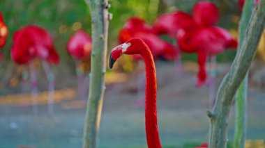 Parlak kırmızı Amerikan flamingosu. Gölde pembe flamingolar. Yakın çekim..