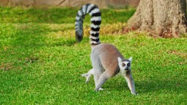 Halka yeşil çimlerin üzerinde lemuru takip etti. Ağzı çıkıntılı ve turuncu gözlü bir hayvan. Hayvanların davranışlarını gözlemliyorum..