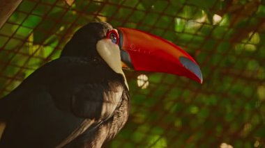 Büyük turuncu gagalı bir Toucan ağaçta sessizce oturuyor..