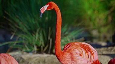 Parlak kırmızı bir Amerikan flamingosunu kapat. Bu yakın çekim videosu ayrıntılı bir görünümü gösterir. Pembe kuşlarla güzel pembe bir arka plan. Gölde muhteşem pembe flamingolar.