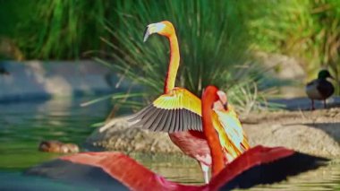 Parlak kırmızı Amerikan flamingosu. Gölde pembe flamingolar. Yakın çekim..