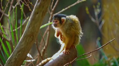 Bir dalda oturan küçük bir maymun kafasını kaşıyor..