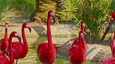 Parlak kırmızı bir Amerikan flamingosunu kapat. Bu yakın çekim videosu ayrıntılı bir görünümü gösterir. Pembe kuşlarla güzel pembe bir arka plan. Gölde muhteşem pembe flamingolar.