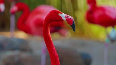 Parlak kırmızı bir Amerikan flamingosunu kapat. Bu yakın çekim videosu ayrıntılı bir görünümü gösterir. Pembe kuşlarla güzel pembe bir arka plan. Gölde muhteşem pembe flamingolar.