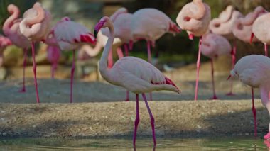 Parlak kırmızı bir Amerikan flamingosunu kapat. Bu yakın çekim videosu ayrıntılı bir görünümü gösterir. Pembe kuşlarla güzel pembe bir arka plan. Gölde muhteşem pembe flamingolar.