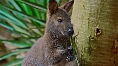 Wallaby Kangurusu bir kanguru türüdür. Yakın plan yeşil bir yaprağı çiğniyor..