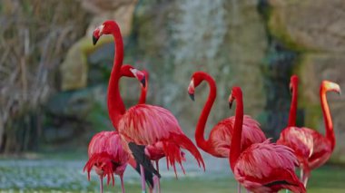 Parlak kırmızı renkli güzel flamingolar bir gölette yan yana duruyorlar..