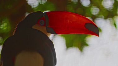 Büyük turuncu gagalı bir Toucan ağaçta sessizce oturuyor..