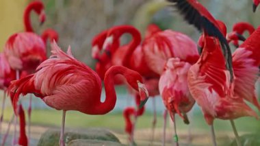 Parlak kırmızı renkli güzel flamingolar bir gölette yan yana duruyorlar..