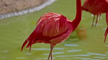 Parlak kırmızı bir Amerikan flamingosunu kapat. Bu yakın çekim videosu ayrıntılı bir görünümü gösterir. Pembe kuşlarla güzel pembe bir arka plan. Gölde muhteşem pembe flamingolar.