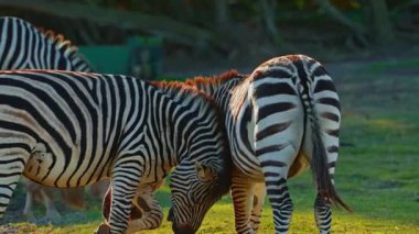 Bir çift zebra birlikte vahşi doğada bir çayırda birbirlerini sevip oynuyorlar. Yakın çekim..