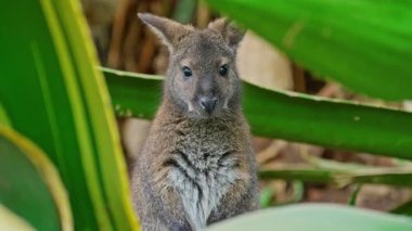 Wallaby Kangurusu bir kanguru türüdür. Bir kanguru yeşillikte oturur ve kameraya bakar..