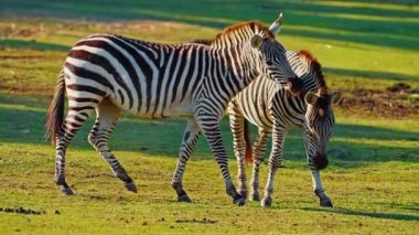 Bir çift zebra, bozkırın çayırlarında birlikte otlar..