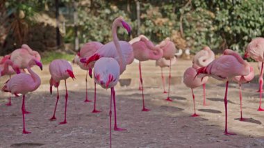 Pembe gagalı bir grup pembe flamingo..