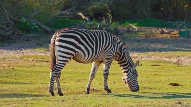 Çizgili bir Afrika zebrasının çayırda tek başına durup yemek yemesi. Nesli tükenmekte olan hayvan türlerinin vahşi yaşamı.