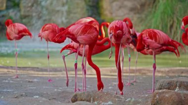 Parlak kırmızı renkli güzel flamingolar bir gölette yan yana duruyorlar..