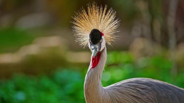 Egzotik kuş siyah taçlı vinç yakın plan.