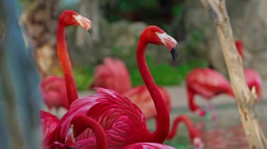 Parlak kırmızı bir Amerikan flamingosunu kapat. Bu yakın çekim videosu ayrıntılı bir görünümü gösterir. Pembe kuşlarla güzel pembe bir arka plan. Gölde muhteşem pembe flamingolar.