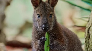 Wallaby Kangurusu bir kanguru türüdür. Yakın plan yeşil bir yaprağı çiğniyor..